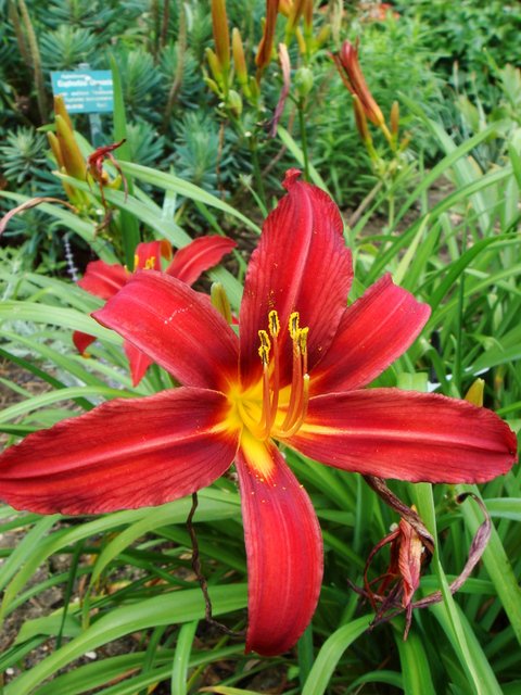 Hemerocallis x 'Autumn Red' fleur